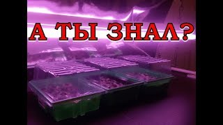 Как правильно ПОДСВЕЧИВАТЬ РАССАДУ?
