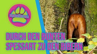 Durch den bunten Spessart ? zu den Bibern - Hohenzell - Wandern mit Hund ?