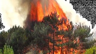 Лесные и степные пожары. ОБЖ 7 класс.