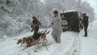 Зимняя охота на зайца