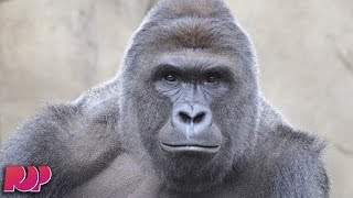 Cincinnati Zoo Very Upset Over Harambe Memes