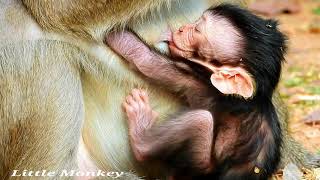 Mom Milk.Milk...Newborn Monkey Dax Really Needs Milk So Much To Growing Fast