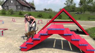 Malinois 9 weeks b