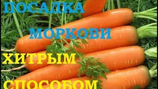 Посадка моркови хитрым способом! Ждем всходы через несколько дней!