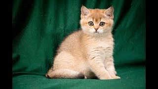 Кошка Elis Goldberry SunRay Британский котенок золотого тикированного окраса  BRI ny 25