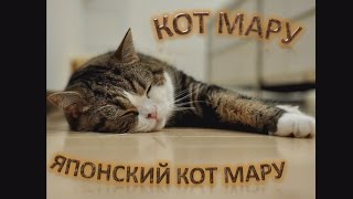 Японский кот Мару Maru Сat