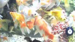 Goldfish Aquarium
