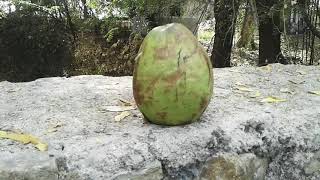 Nx100 air rifle hit green coconut