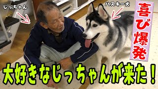 大好きなじっちゃんが来た大喜びのハスキー犬とトイプードル Husky and Poodle