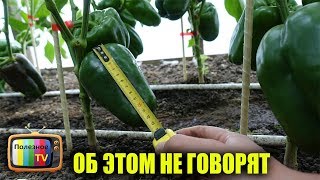 СМОТРИ ПОКА НЕ УДАЛИЛИ СЕКРЕТЫ ГИГАНТСКОГО УРОЖАЯ ПЕРЦЕВ ОБ ЭТОМ НЕ ГОВОРЯТ