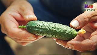 Очень вкусный и урожайный огурец Фурор F1
