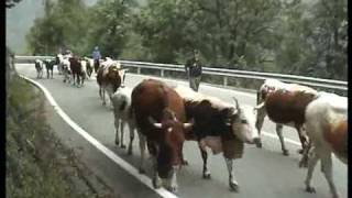 Transumanza Valli di Lanzo 2009 parte4
