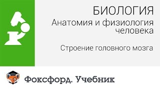 Анатомия и физиология человека: Строение головного мозга человека. Центр онлайн-обучения «Фоксфорд»