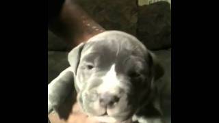 UKC XXL BLUE Pitbull Puppies for sale 4week old