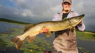 Pike fly fishing for big pike: Pike flyfishing with Poppers