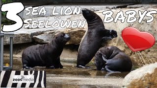 3 süße SEELÖWEN-Babys ? im ZOO DUISBURG  | zoos.media