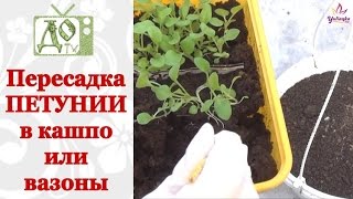 Пересаживаем ПЕТУНИИ в вазон или подвесное кашпо