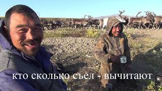 Одна через Чукотку. Часть 14.  По Ионивеему.  В мире оленеводов, оленей и медведей.
