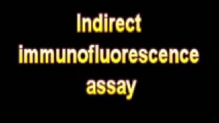 What Is The Definition Of Indirect immunofluorescence assay Medical School Terminology Dictionary