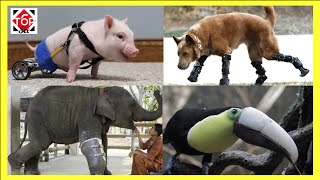 ANIMALES CON PRÓTESIS, SE SALVARON DE UN LAMENTABLE FINAL
