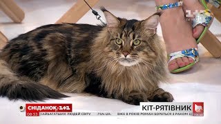 Кіт, що врятував хазяйку від самогубства: історія Марії та її друга Кекса