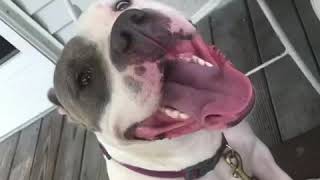 Go fund me for my sweet Sophie.