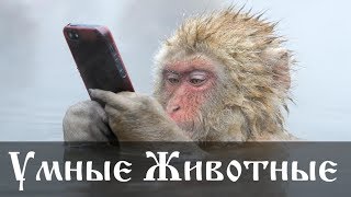 Самые умные домашние животные