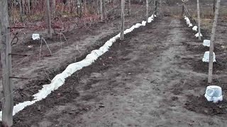 Укрытие винограда на зиму. Опыт Якушенко В.Е.