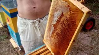Качаю акацию, а пчелы спокойные.