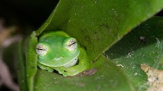 9 cose che non sai sul sonno animale