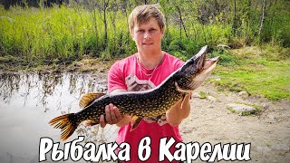 Рыбалка в Карелии. Ловля щуки и окуня на спиннинг. Медвежьегорский район.