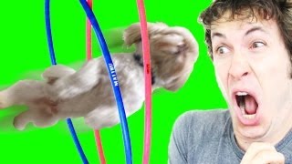 PUPPY JUMPS THROUGH HULA HOOP