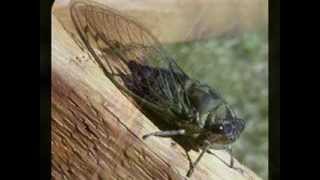 Cigarra tonta cigarra - Maneco Galeano
