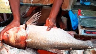 Amazing Fish Fillet Video || Big Silver Carp Fish Cutting Skills In Live Fish Market