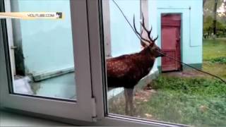 Олень сам пришел в подмосковную больницу и получил укол