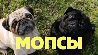 Мопсы! Самые смешные и милые мопсы!