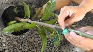 Whip Grafts on Fruit Trees