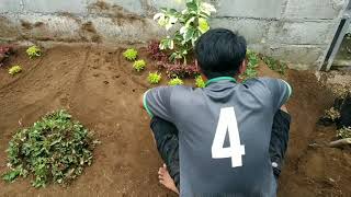 Cara membuat taman sederhana. MT seneng tanduran ? salam sukses selalu