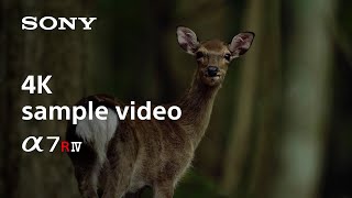 4K movie "Silhouette of Life - Yakushima" | Alpha 7R IV | Sony | α