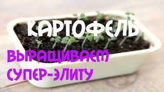 Как получить лучшие семена картофеля? Пересадка картофеля семенами