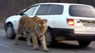 Siberian Tiger on the road. Амурский тигр на дороге .  To license this video contact info@lpe360.com