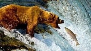 Бурый медведь. Дикая природа Аляски. Очень интересный фильм!