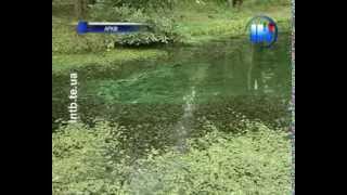 Проби води в парку «Топільче», де загинула риба, відповідають усім нормам