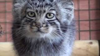 Манул - Кошка, нетронутая человеком | Manul Pallas's cat