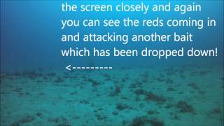 Red emperor eating PEtackle Fly in 65 metres of water! Underwater Footage!!