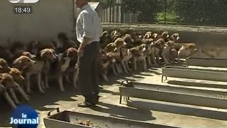 Chasse à coure: une chasse qui a du chien