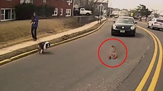 5 ANIMALS WHO SAVED PEOPLE FROM DEATH