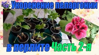 Укоренение черенков королевской пеларгонии в перлите в домашних условиях .Продолжение. Часть 2-я