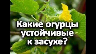 Огурцы устойчивые к засухе.