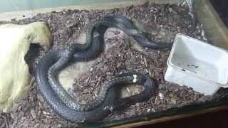 Grass snakes mating / Спаривание обыкновенных ужей